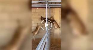 Goats jump over pens, not paying attention to the boundaries that have been created for them