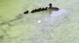 Mother duck plays hide and seek with her ducklings