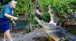 Кассиус Клей — самый большой крокодил в мире (8 фото)