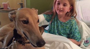 Лечебный пес: собака, которая меняет жизнь больных детей (4 фото)