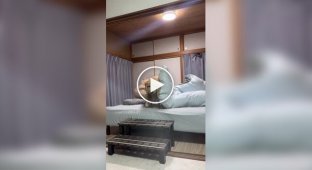 Сонный пес, в котором многие узнают себя