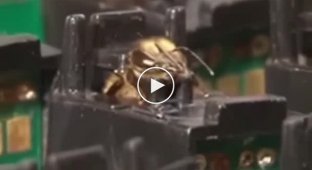 Матриця для бджіл: як бджіл навчають шукати вибухівку