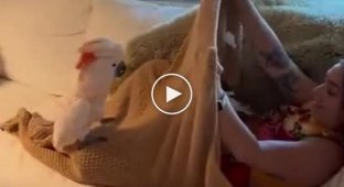 Parrots play hide and seek and rejoice