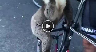 Australian koala approaches cyclists for a drink of water