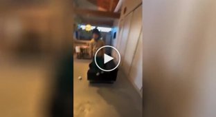 A cat rushes to help