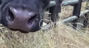 Корова пытается найти своего потерянного теленка
