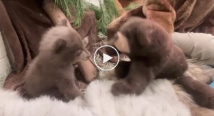 In the US, veterinarians put on bear costumes for an orphaned bear cub