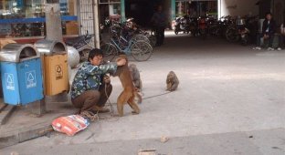 Послушные обезьянки (12 фото)