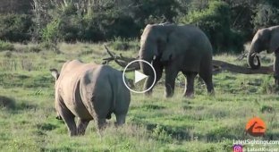 Слон показал носорогу кто здесь главный