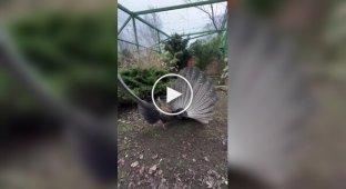 Брачный танец фазана