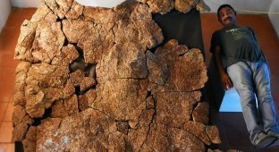 В Южной Америке найдены останки панциря древней черепахи (7 фото)