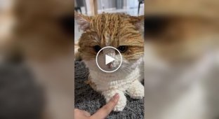 Кота связали