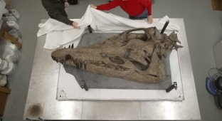 A giant skull of a fossil “sea monster” was found in the UK (2 photos + 1 video)