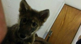 Нашли необычного щенка, который оказался волком (7 фото)