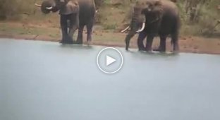 Цапля «прокатилась» на бегемоте и удивила утоляющих жажду слонов