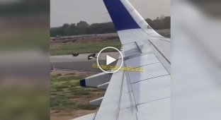 Unusual passengers of the Boeing 737