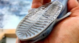 Ремора: почему акулы терпят и никогда не едят прилипал? (9 фото)