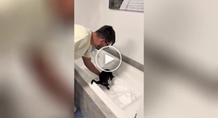 Cats react to a bathtub with snow