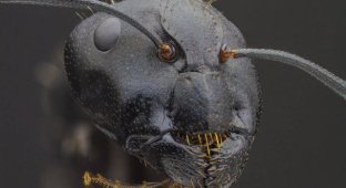 Как выглядит лицо муравья под микроскопом (7 фото)