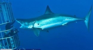 Близкое фото акулы (3 фотографии)
