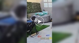 Кот совершил самый длинный в мире прыжок