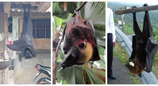Huge bats live in the Philippines (7 photos)
