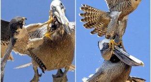 Photographer captures epic falcon attack on pelican (8 photos)