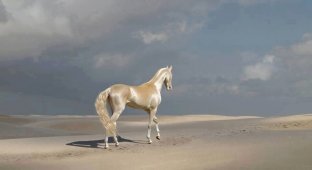 Ахал-Теке: одна из самых красивых лошадей в мире (5 фото + 1 видео)