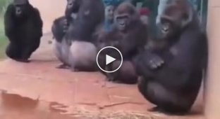 Как гориллы реагируют на холод