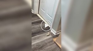 Кот сам себя развлекает