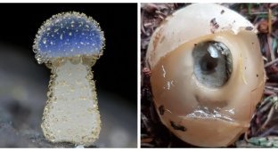 The kingdom of mushrooms from an unexpected angle (12 photos)