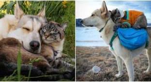 Dog and cat travel with their owners (23 photos)