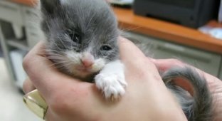 Працівниця притулку поставила на ноги маленьке кошеня (4 фото + 1 відео)