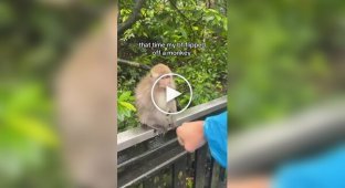 Monkeys vs. tourists