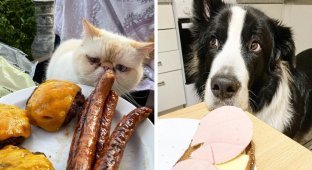 "За хорошую еду вверх тормашками пойду": животные просят поесть (16 фото)