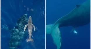Cameramen filmed a humpback whale being born for the first time (3 photos + 1 video)