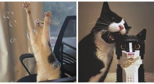 30 фотографий, на которых коты выглядят как герои артхаусного кино (31 фото)