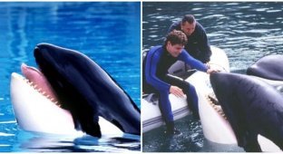 What happened to the most famous killer whale in the world (6 photos)