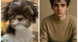 How a neural network sees pets (5 photos)