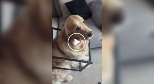 Dog patiently waited for owner after getting stuck