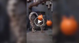 Хвіст снігових барсів — один із найдовших серед усіх котячих