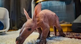 В Англії сталося "диво": вперше за весь час у місцевому зоопарку народилося дитинча трубкозуба (7 фото)
