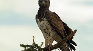 Facts from the Life of a Martial Eagle (12 photos)