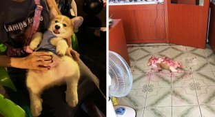The Internet was touched by a puppy who ate too much fruit and faked his death (10 photos)