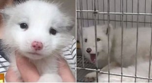 The owner was shocked to find out what her puppy grew out of! (8 photos + 1 video)
