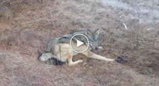 Охотники спасли волка