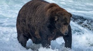 In Alaska, they chose the fattest bear (2 photos)