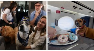 Долой клетки: авиакомпания Bark Airline дарит питомцам первоклассные условия полёта (29 фото)