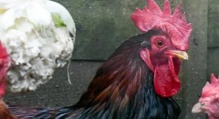 Crowed 90 Times in an Hour and a Half: An 80-Year-Old Briton Was Fined for Crowing a Rooster (2 photos)