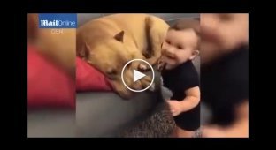 The baby carefully approached the sleeping pit bull and kissed him
